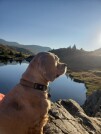 Le mot de Monsieur Gabbana aka Dolce Chien thér...