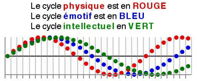 ***Le Biorythme***