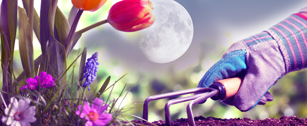 Jardiner avec la lune