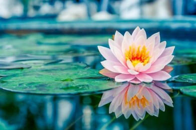 El Tarot y las Flores de Bach