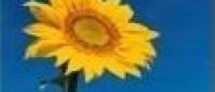 Conhece qual é a flor que representa o seu signo